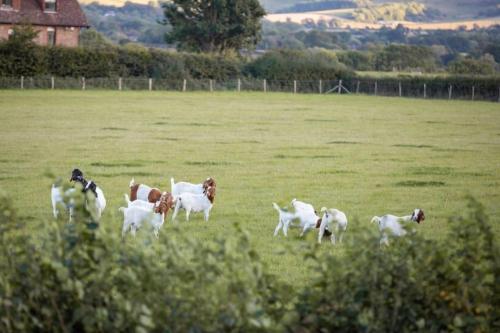 a group of goats grazing in a field at Doeling Barcombe in Isfield