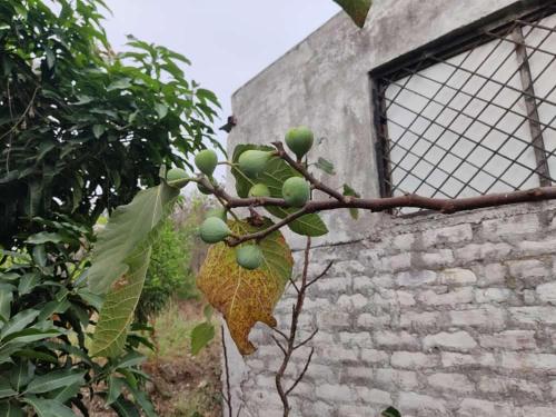 Φωτογραφία από το άλμπουμ του ANJANI FARMS στη Ναγκπούρ