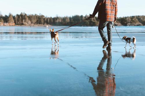 a man walking two dogs on the beach at Ocean Village Resort in Tofino