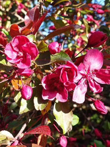 a group of pink flowers on a tree at Agroturystyka Przy Siole Budy in Białowieża