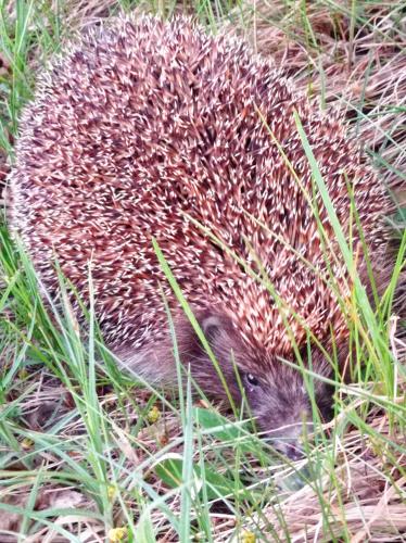 a hedgehog is laying in the grass at Agroturystyka Przy Siole Budy in Białowieża