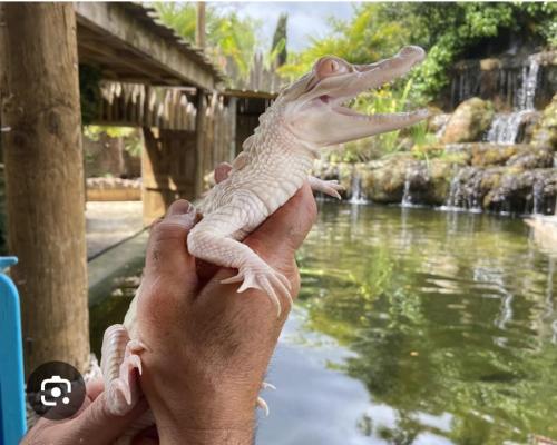 a person holding a lizard in their hand next to water at La Buguoise in Le Bugue