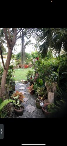 a garden with a bunch of plants in pots at Home Away From Home in Kingston