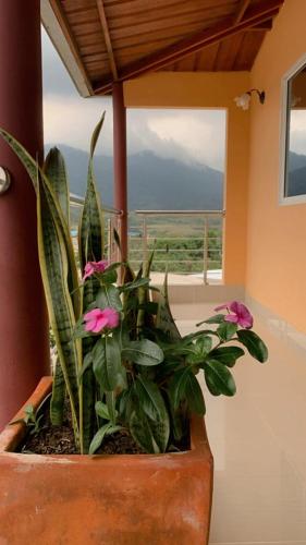 uma planta em um potenciômetro na frente de uma janela em HOTEL VISTA HERMOSA RQ em Pueblo Bello