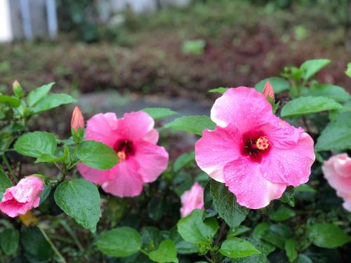 a group of pink flowers with raindrops on them at Hanvet Hotel Do Son in Ðố Sơn