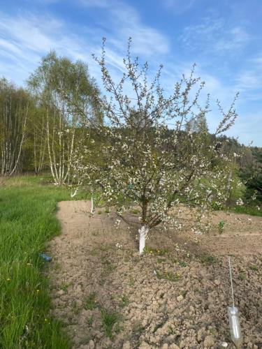 a tree with white flowers on it in a field at Dom Kaszubski in Bytów
