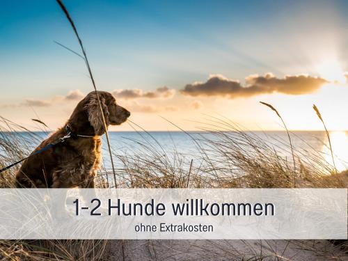 a dog sitting on the beach looking at the ocean at Hunde ohne Aufpreis - Fewo Hagemeister Sellin - auch im Winter toll! Sauna im Haus - 6 Min zum Strand - 2 überdachte Balkone mit Strandkörben in Ostseebad Sellin