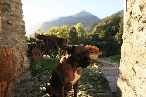 a brown and white dog sitting next to a building at Rooms Alpe Veglia-Varzo in Varzo