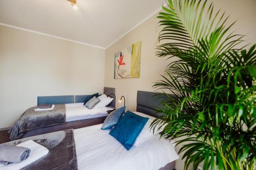 2 Betten in einem Zimmer mit einer Pflanze in der Unterkunft 1 Maja 76 in Jelenia Góra