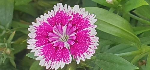 a pink and white flower with green leaves at Kala view homestay in Di Linh