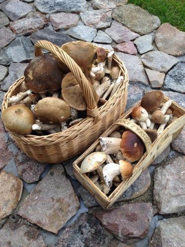 two baskets filled with mushrooms on a stone ground at Sznureczki in Przewóz