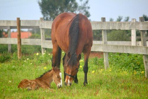 a horse and its foal grazing in a field at Herdade Monte Do Sol in Aljezur