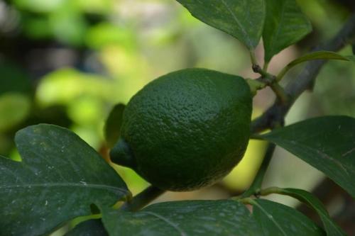 a green lemon on a tree with leaves at Appartamento per 2 persone con vista sulle Eolie Casa Spisidda "Lipari" in Gioiosa Marea