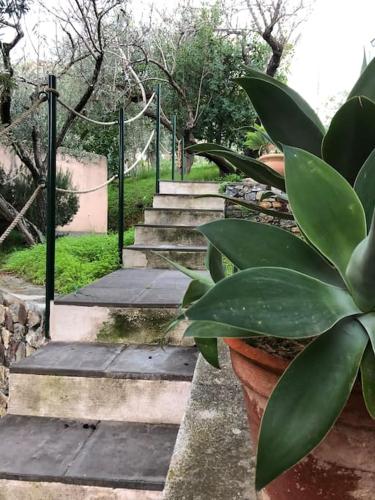 a set of concrete stairs with a potted plant at Appartamento per 2 persone con vista sulle Eolie Casa Spisidda "Lipari" in Gioiosa Marea