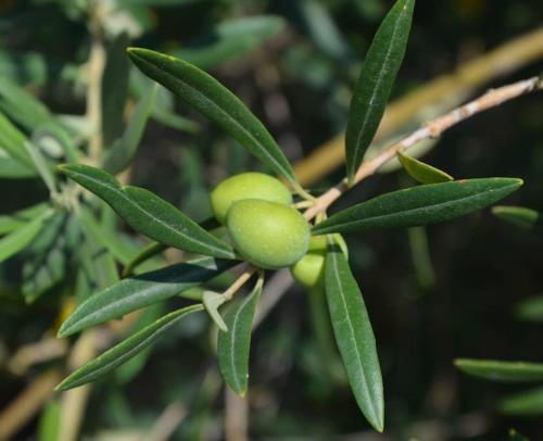 a group of green fruits on a tree branch at Appartamento per 2 persone con vista sulle Eolie Casa Spisidda "Lipari" in Gioiosa Marea