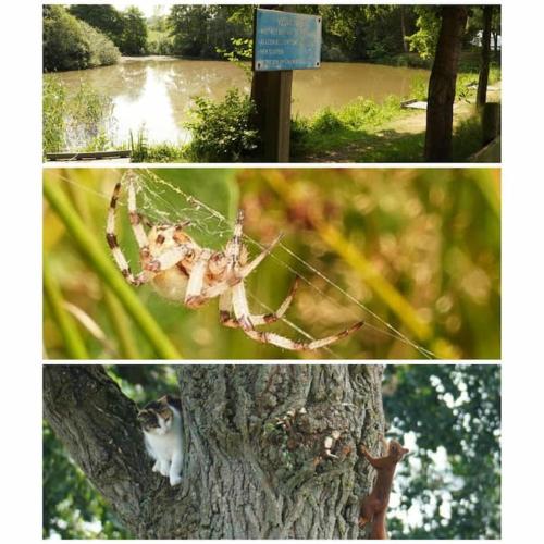 two pictures of a spider on the side of a tree at Plezant in de Fazant in Diffelen