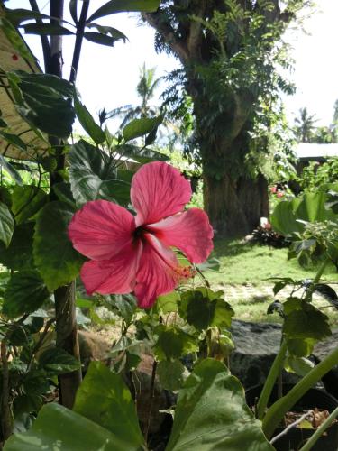 a pink flower is growing in a garden at Balay Tuko Garden Inn in Puerto Princesa City