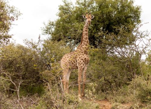a giraffe standing in front of a tree at Little Kubu Lodge in Hoedspruit