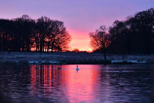 a bird standing in the water at sunset at Cosy 2 Bedroom Apartment in South West London in London