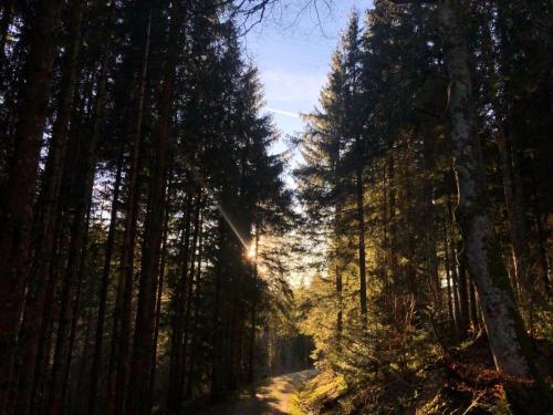 a dirt road through a forest with trees at Ferienwohnung Waldblick in Todtmoos