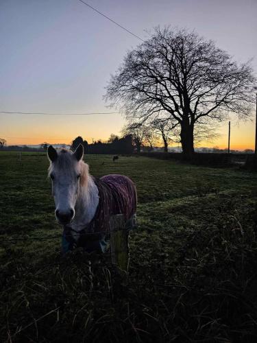 a white cow standing in a field with a tree at Harmony Cottage in Eglinton