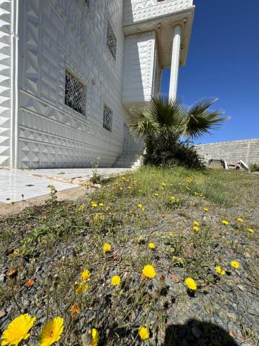 a field of yellow flowers in front of a building at مسكن كازان in Abha