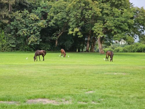 three horses grazing in a field of grass at Burundi Palace Boutique Hotel in Bujumbura