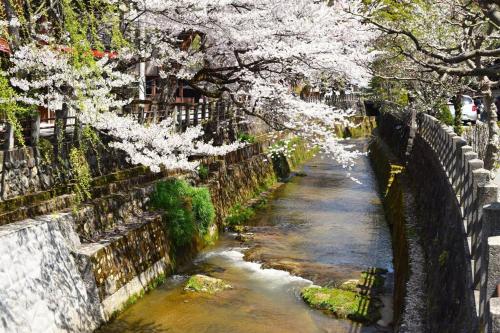 a river with white flowers on a bridge at Komorebi/こもれび in Takayama