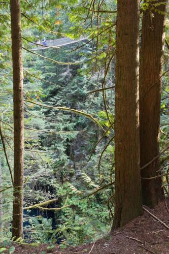 a view of a forest with trees at Holiday Inn & Suites North Vancouver by IHG in North Vancouver