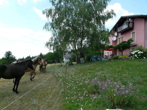 tres caballos parados en un campo junto a una casa en Ferienwohnung für 2 Personen ca 40 qm in Neureichenau, Bayern Bayerischer Wald en Neureichenau