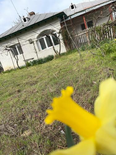 una casa con un juguete amarillo en el patio en Casa David, en Tulcea