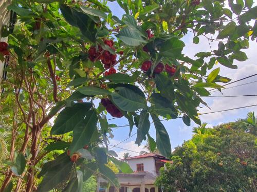 un árbol con muchas hojas y frutas en él en Sky homestay en Ampara