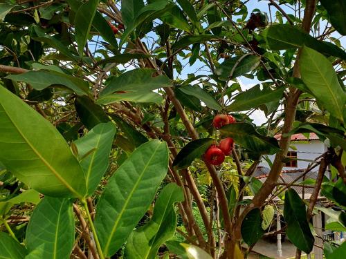 a tree with lots of leaves and red fruits on it at Sky homestay in Ampara