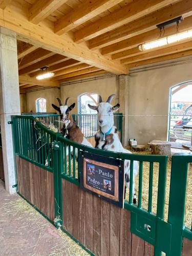 two goats sitting on a fence in a barn at Camping Fuussekaul in Heiderscheid