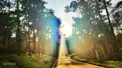 a road in the middle of a forest with the sun shining at Coorg Divine spark home stay in Suntikoppa