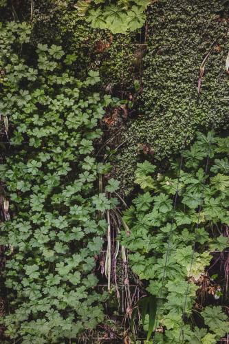 a wall of plants with green leaves at Hôtel Singulier Bordeaux - Boutique Hôtel & Spa Anne Semonin in Bordeaux