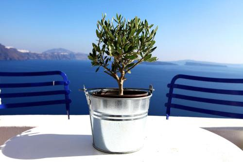 a potted tree in a metal bucket on a table at Menias Cave House in Oia