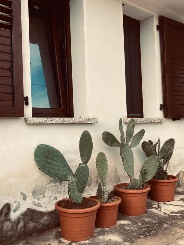 a group of cactuses in pots on a wall at Domu in su satu in Masainas