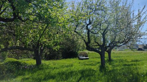 a park with trees and a bench in the grass at Landhaus Nepo - Natur pur in Peratschitzen