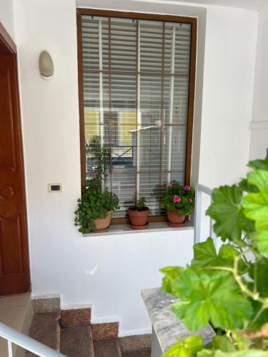 a window with a bunch of potted plants on it at Foleza in Korçë