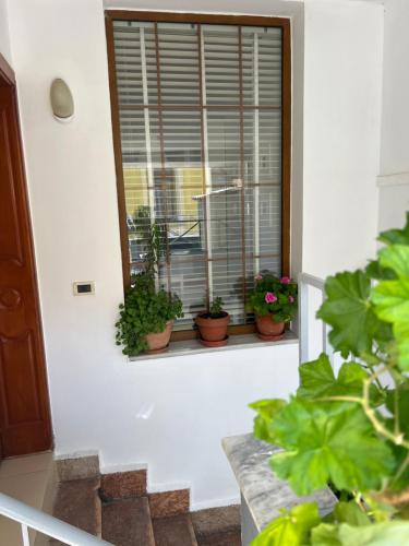 a window with a bunch of potted plants on it at Foleza in Korçë
