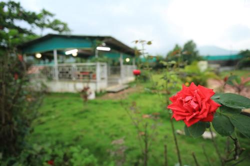 a red rose in a garden with a building at Sundarbagh farmhouse in Khamshet