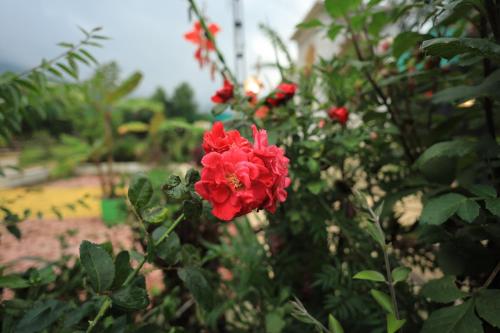 a red flower is growing in a garden at Sundarbagh farmhouse in Khamshet