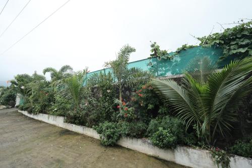 a row of plants in front of a blue wall at Sundarbagh farmhouse in Khamshet