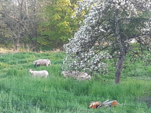 two sheep in a field of grass with a fence at Gite Clé Vacances Courchaton in Courchaton