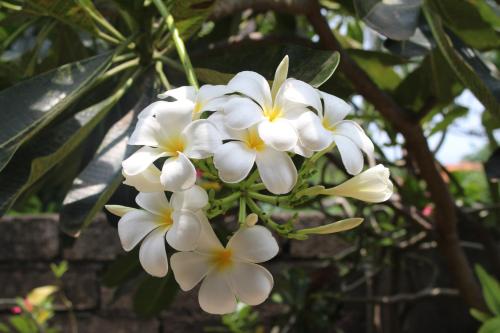 a bunch of white flowers hanging from a tree at Magus Homestay in Pemuteran