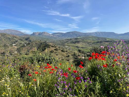 un campo di fiori con montagne sullo sfondo di Casa Almendro a Comares