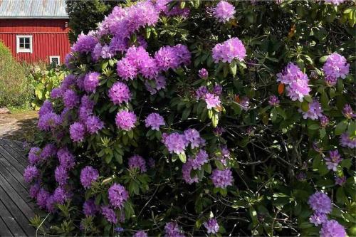 a bush of purple flowers in front of a red barn at Kalles, skärgårdsidyll med utsikt över Hamnsundet in Saltvik