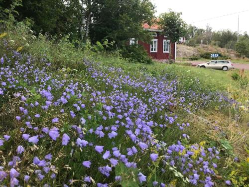 a field of purple flowers in front of a house at Kalles, skärgårdsidyll med utsikt över Hamnsundet in Saltvik
