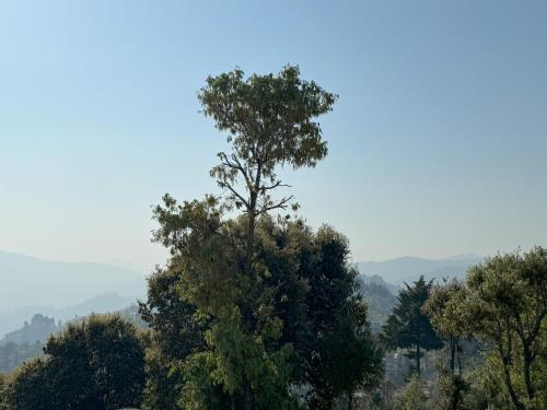 a tall tree in the middle of a group of trees at Wanderlust Mukteshwar in Mukteswar